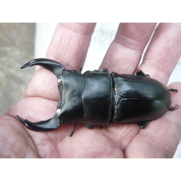 【春ブリOK】Ａ-ＬＩＮＥ　♂６９．０ｍｍ　♀４５．５mm　ペア　【エッジの効いた極顎太系】　国産オ...