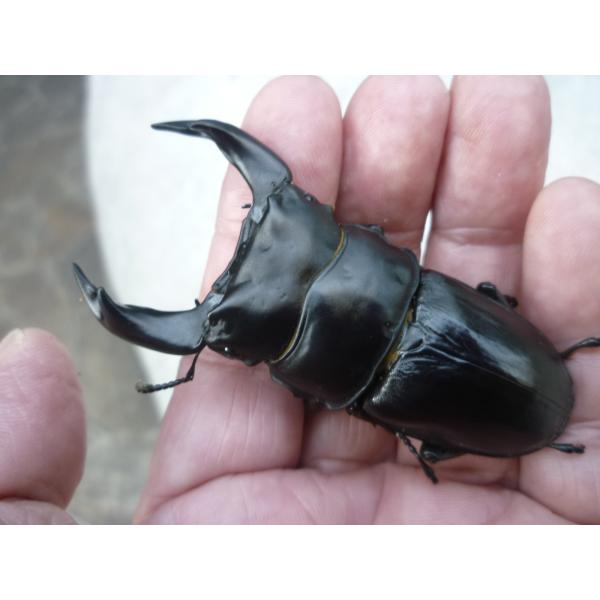 【春ブリOK】Ａ-ＬＩＮＥ　♂６８．５ｍｍ　♀４５．５mm　ペア　【エッジの効いた極顎太系】　国産オ...