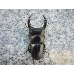 【春ブリOK】阿古谷産　♂６８．０ｍｍ　♀４５．０ｍｍ　ペア　国産オオクワガタ　新成虫　未使用 【大顎が魅力】