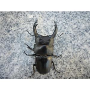 【春ブリOK】久留米産　♂７８．０ｍｍ　♀５１．０ｍｍ　ペア　国産オオクワガタ　新成虫　未使用 【漆黒の極・美形】