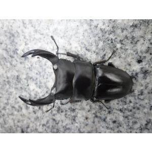 【春ブリOK】川西産　♂６９．０mm　♀４７．０mm　ペア　国産オオクワガタ　【THE KAWANISHI】