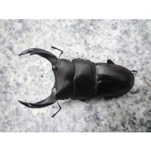 【春ブリOK】川西産　♂６７．０mm　♀４７．０mm　ペア　国産オオクワガタ　【THE KAWANISHI】