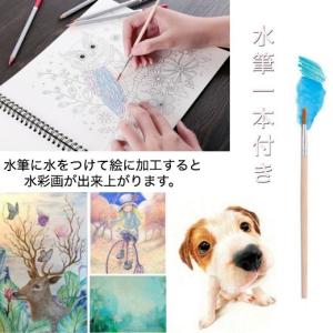 色鉛筆 水彩色鉛筆 水筆1本付き 塗り絵 スケ...の詳細画像2