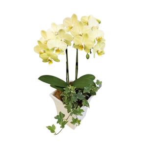 父の日 ギフト G004 ミディ胡蝶蘭 観葉植物寄せ植え（イエロー）プレゼント｜tokyu-store