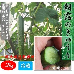 朝露のきゅうり2ｋｇ　わけあり曲がり品　畑朝どり直送冷蔵便