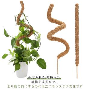 植物支柱 おしゃれ ヘゴ棒 観葉植物 モンステラ スティック ココスティック 園芸用 ガーデニング 植物サポート 維持水分 養分維持 植物支え 曲げら