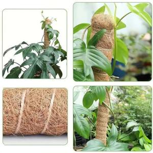 植物支柱 おしゃれ ヘゴ棒 観葉植物 モンステ...の詳細画像2