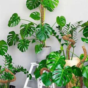 植物支柱 おしゃれ ヘゴ棒 観葉植物 モンステ...の詳細画像4