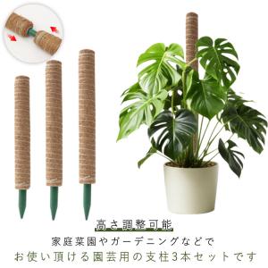 ココスティック モンステラ支柱 3本セット 植...の詳細画像5