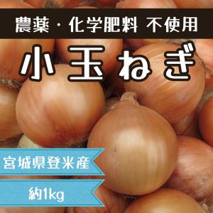 【小】玉ねぎ 1kgの商品画像