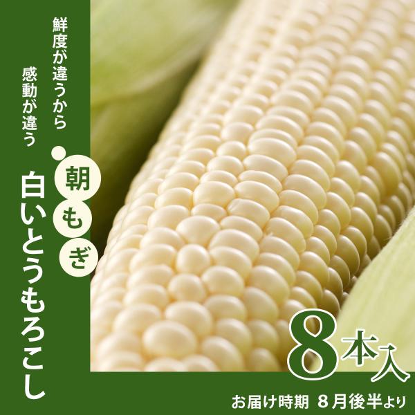 北海道 富良野産 朝採りとうもろこし 白いとうもろこし (８本)