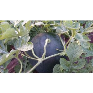 、北海道三笠産、9月中旬から、温室すいか2玉‐3玉入り10キロ、です