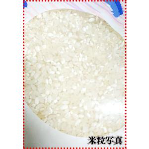 お米 米 5kg 白米 規格外のお米 送料無料...の詳細画像3