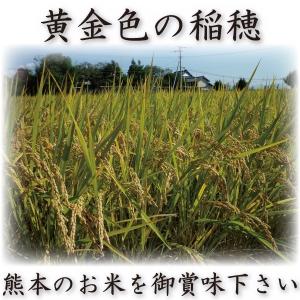 お米 米 5kg 白米 送料別 最短 無洗米 ...の詳細画像1