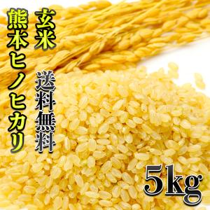 お米 米 5kg 玄米 送料無料 熊本県産 ひのひかり 令和5年産 ヒノヒカリ あすつく 5kg1個 くまもとのお米 富田商店 とみた商店｜tomitasyoten