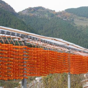 残暑見舞い 2026 ギフト 和歌山県かつらぎ...の詳細画像3
