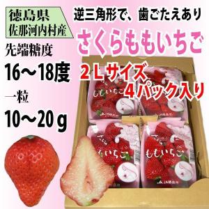 いちご さくらももいちご イチゴ 苺 2Lサイズ 4パック入り 送料無料 12〜4月にお届け｜tomoda