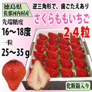 いちご さくらももいちご イチゴ 苺 24粒 化粧箱入り 送料無料 12〜4月にお届け｜tomoda
