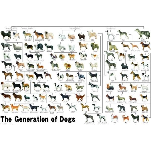 ジグソーパズル 1000ピース ジグソーパズル めざせ!パズルの達人 犬の系統図(50x75cm)　...