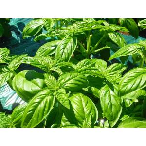 プロ仕様　徳用　露地栽培　バジル　神奈川県　三浦産　1ｋｇ