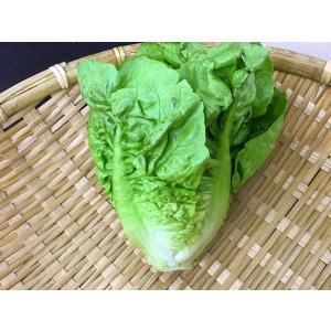 シュクリーヌレタス　神奈川県　三浦産　1個