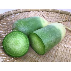 青長大根　神奈川県　三浦産　1本