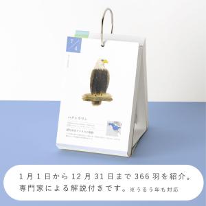 366日の誕生鳥カレンダー 世界の美しい鳥 カ...の詳細画像2