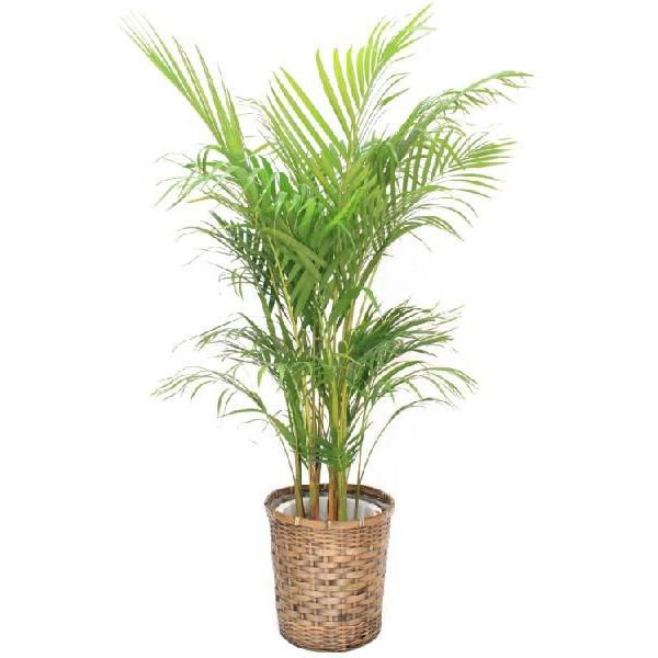 法人様専用 観葉植物・アレカヤシ8号(中サイズ) 高さ80〜100cm ※代引利用不可