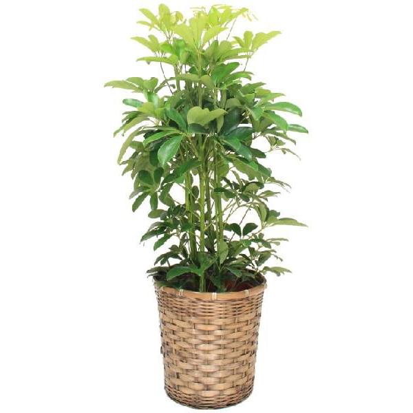 法人様専用 観葉植物・カポック8号(中サイズ) 高さ80〜100cm ※代引利用不可