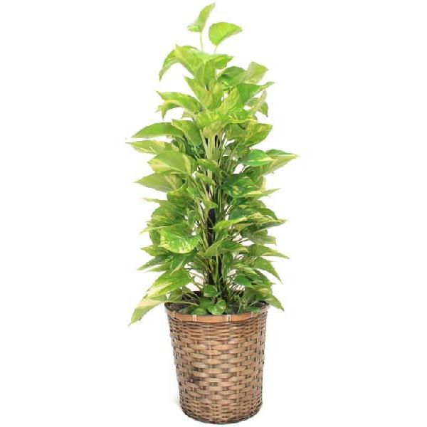 法人様専用 観葉植物・ポトス8号(中サイズ) 高さ80〜100cm ※代引利用不可