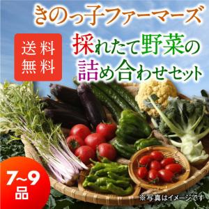 北海道十勝産 採れたて野菜の詰め合わせセット（7〜9品）｜敬老の日 プレゼント 残暑見舞い ギフト 贈り物 内祝い お取り寄せ