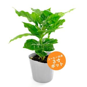 コーヒーの木 3寸ポット(全長約25cm)の商品画像