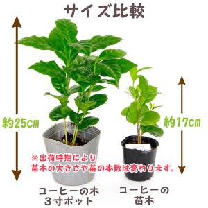 コーヒーの木 3寸ポット(全長約25cm)の詳細画像1