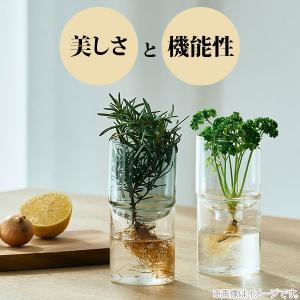 HARIO ハリオ ガラスのある生活 ガラスの...の詳細画像3