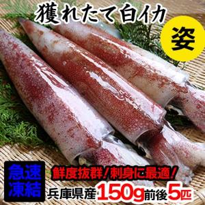 イカ 白イカ 刺身 剣先イカ 白いか シロイカ 山陰 日本海