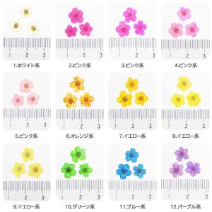 【1-20】ケース入り 押し花(ドライフラワー...の詳細画像1