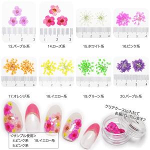 【1-20】ケース入り 押し花(ドライフラワー...の詳細画像2