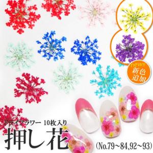 【79-84・92-93】ケース入り 押し花(ド...の商品画像