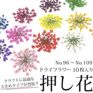 押し花 ドライフラワー （96-109） 10枚入り 大きめサイズ｜tora-shop