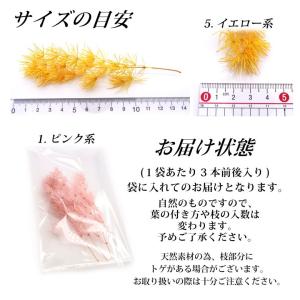 ドライリーフ 乾燥葉 各種 3本入(1-7)の詳細画像4