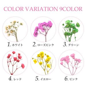 押し花 ドライプレスフラワー ミニかすみ草 全...の詳細画像1