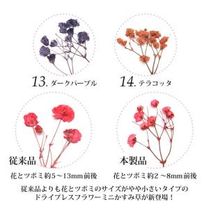 押し花 ドライプレスフラワー ミニかすみ草 全...の詳細画像3