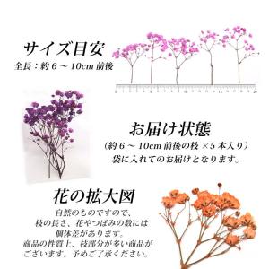 押し花 ドライプレスフラワー ミニかすみ草 全...の詳細画像4
