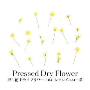 押し花 ドライフラワー 184.レモンイエロー系 20枚入り