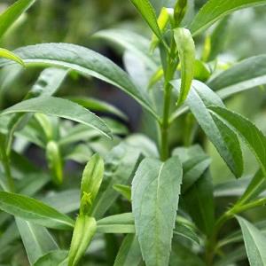 ハーブ苗 レモンマリーゴールド 4シーズンタラゴン 2個セット おうちで簡単 育てやすい10 5cmポットハーブ苗シリーズ 自社農場から新鮮苗直送 の最安値 価格比較 送料無料検索 Yahoo ショッピング