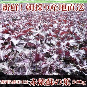 赤しそ 赤紫蘇 500g 葉のみ☆朝採り赤しそ産地直送☆梅干し作りに、赤シソジュースに！！