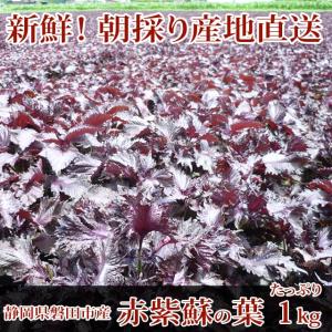赤紫蘇 1kg（500g×2袋☆朝採り赤しそ産地直送☆梅干し作りに、赤シソジュースに！！