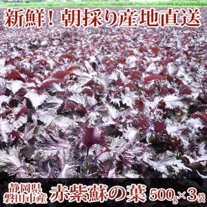 赤紫蘇 1.5kg（500g×3袋）葉のみ☆静岡県磐田市産☆朝採り産地直送　赤しそ/赤シソ/赤紫蘇の葉