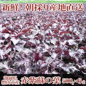 赤紫蘇 3kg（500g×6袋）葉のみ☆朝採り赤しそ産地直送☆梅干し作りに、赤シソジュースに！！