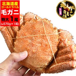 北海道/オホーツク最高級堅ランク品特大毛ガニ1尾 約570g...